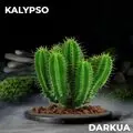 Табак DARKUA Kalypso (Дарк ЮА Кактус) 100 грамм Табак DARKUA Kalypso (Дарк ЮА Кактус) 100 грамм
