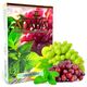 Табак Jibiar Grape Mint (Джибиар Виноград Мята) 50 грамм Табак Jibiar Grape Mint (Джибиар Виноград Мята) 50 грамм
